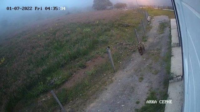 Çilek hırsızı ayıların görüntülerini sosyal medyada paylaştı! Bunlar bizim evi mesken tutmuş