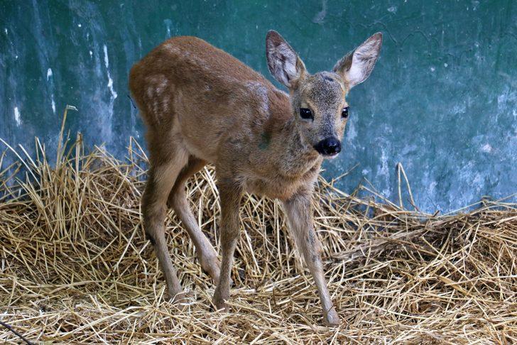 Osmaniye'de bulunan yaralı karaca yavrusu tedaviye alındı G1