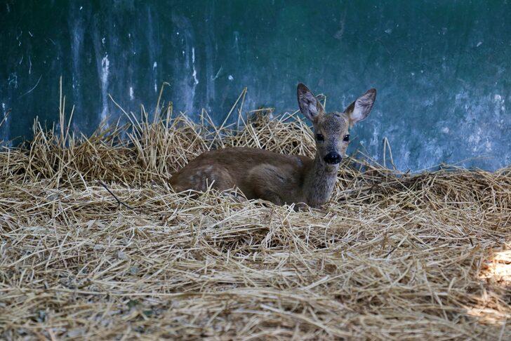 Osmaniye'de bulunan yaralı karaca yavrusu tedaviye alındı G2
