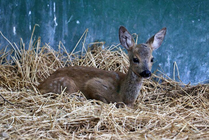 Osmaniye'de bulunan yaralı karaca yavrusu tedaviye alındı G3