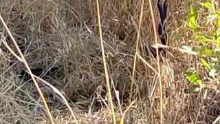 Dans eden yılanları görünce cep telefonuyla kaydetmeye başladı! O anlar saniye saniye kamerada