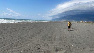 Deniz kaplumbağaları Doğu Akdeniz sahillerine yumurta bırakmaya başladı