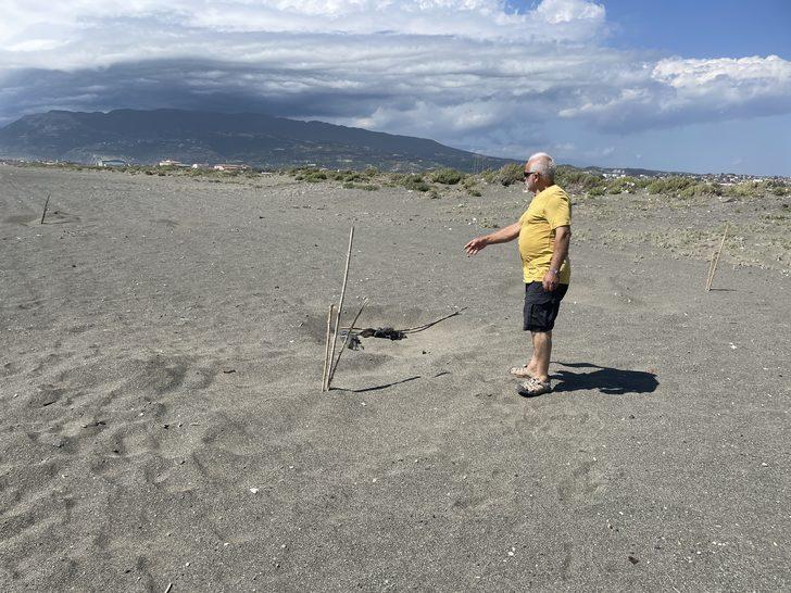 Deniz kaplumbağaları Doğu Akdeniz sahillerine yumurta bırakmaya başladı G2