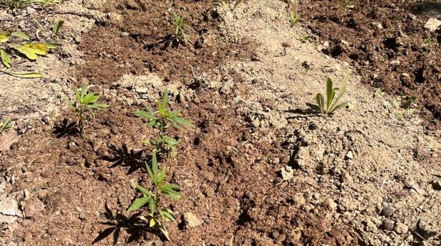 Elazığ'da dağlık araziye ekili 513 kök Hint keneviri ele geçirildi