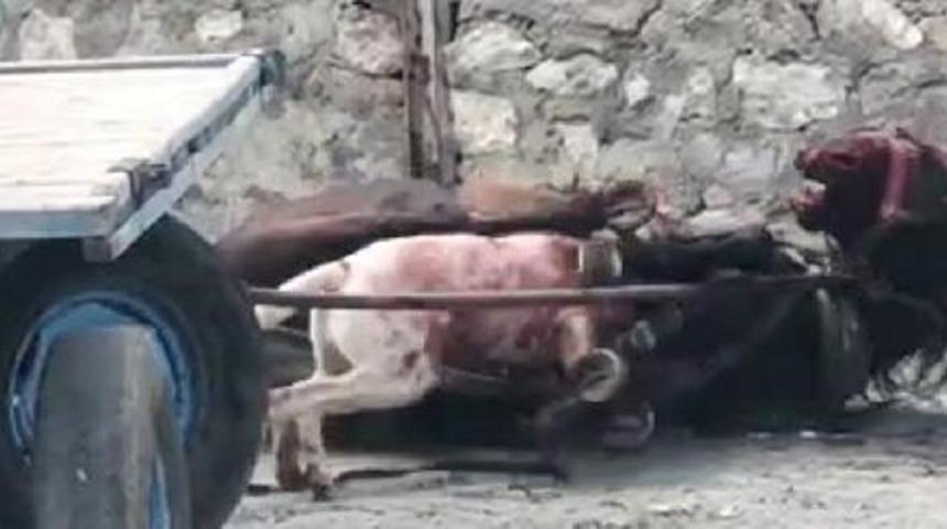 Yasaklı ırk köpekten ata korkunç saldırı! Görüntüler dehşete düşürdü