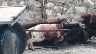 Yasaklı ırk köpekten ata korkunç saldırı! Görüntüler dehşete düşürdü