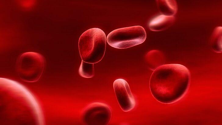 Kırmızı kan hücresi kaç gün hayatta kalabilir? 