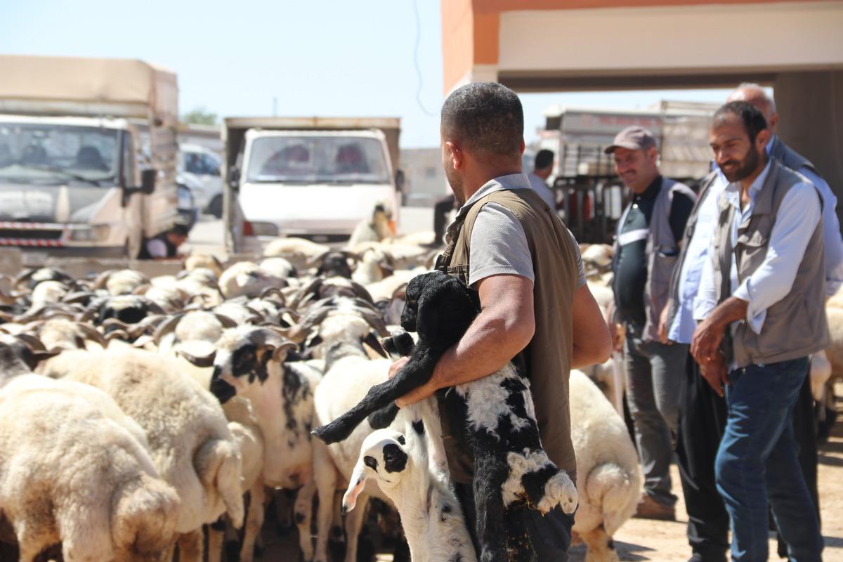 Şanlıurfa'daki hayvan pazarlarında hareketlilik