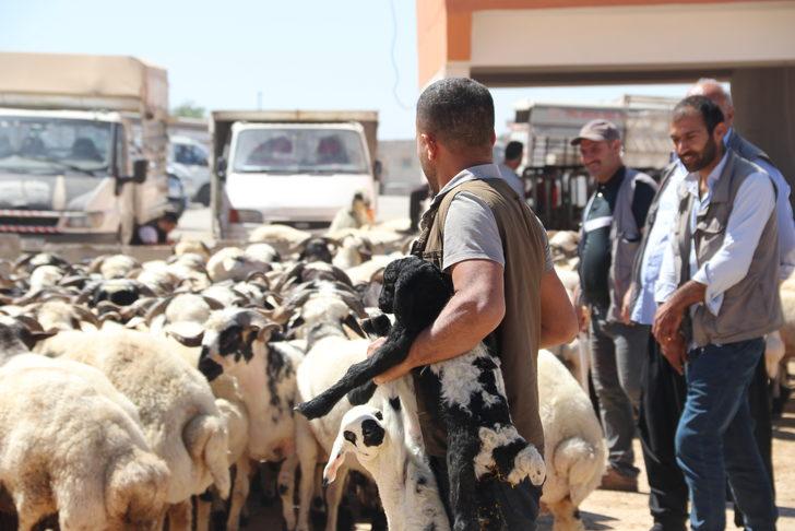 Şanlıurfa'daki hayvan pazarlarında hareketlilik G1