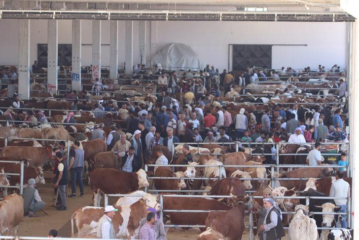 Şanlıurfa'daki hayvan pazarlarında hareketlilik G2