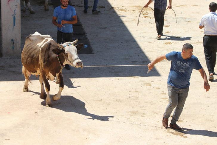 Şanlıurfa'daki hayvan pazarlarında hareketlilik G3