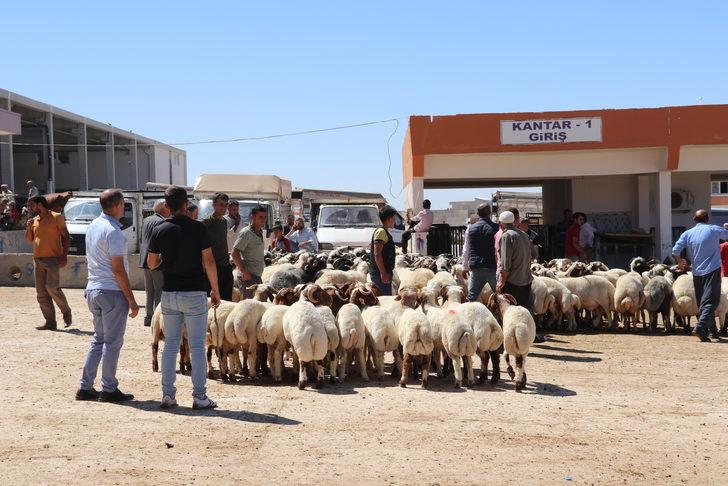 Şanlıurfa'daki hayvan pazarlarında hareketlilik G4