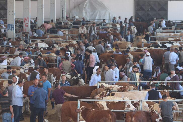 Şanlıurfa'daki hayvan pazarlarında hareketlilik G5