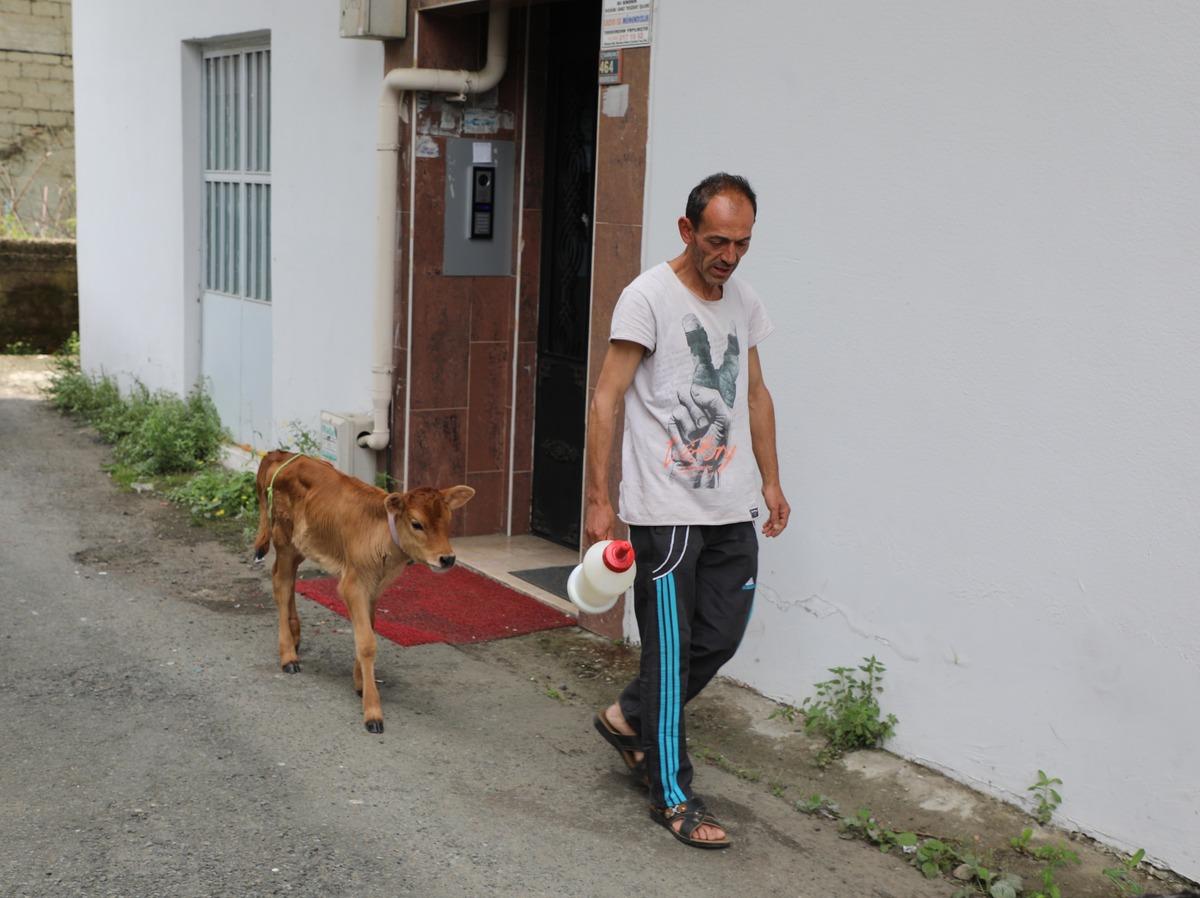 "Karamel" adını verdiği buzağıya evinde bebek gibi bakıyor