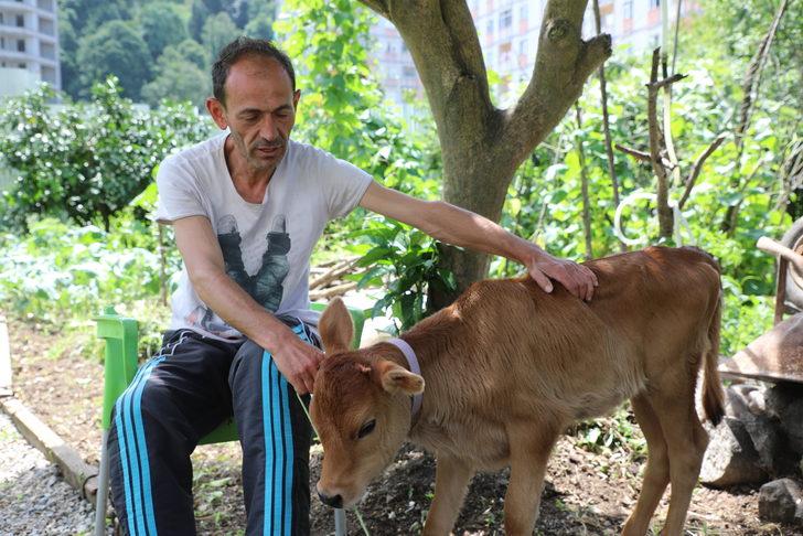 "Karamel" adını verdiği buzağıya evinde bebek gibi bakıyor G2