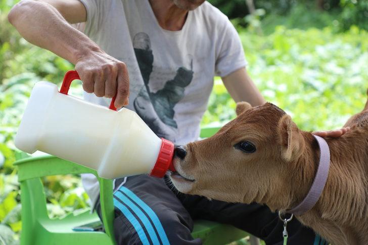 "Karamel" adını verdiği buzağıya evinde bebek gibi bakıyor G3