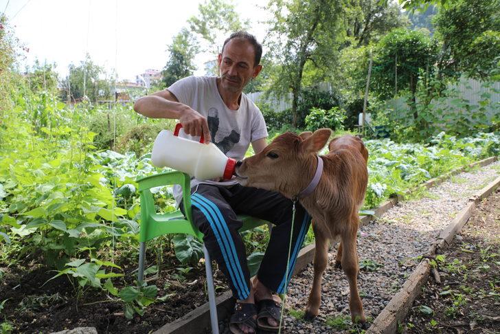 "Karamel" adını verdiği buzağıya evinde bebek gibi bakıyor G4