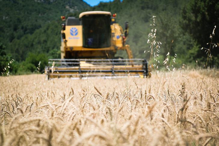 Antalya'da atıl alanlara ekilen ata tohumu buğdaylar hasat edildi G2