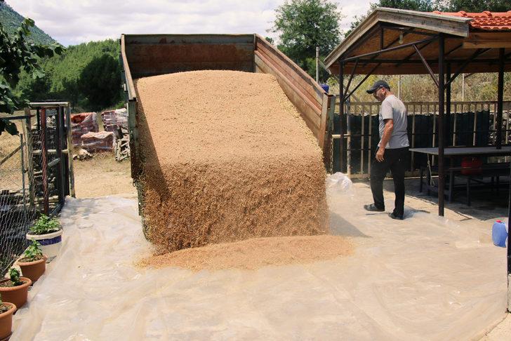 Antalya'da atıl alanlara ekilen ata tohumu buğdaylar hasat edildi G4