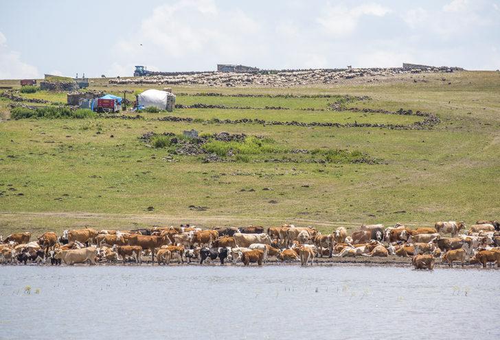 Kars'ta yağışlarla dolan sulak alanlar yaylacıların yüzünü güldürüyor G1