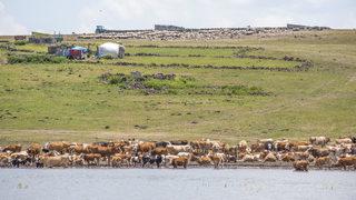 Kars'ta yağışlarla dolan sulak alanlar yaylacıların yüzünü güldürüyor