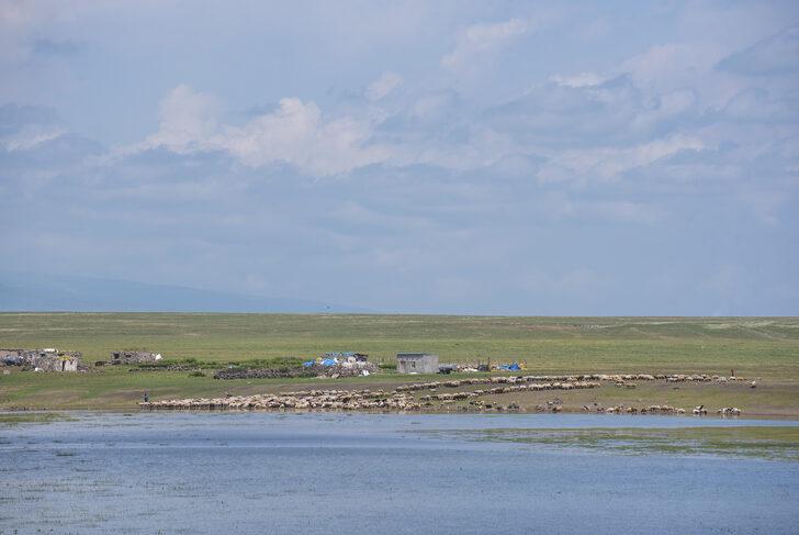 Kars'ta yağışlarla dolan sulak alanlar yaylacıların yüzünü güldürüyor G5