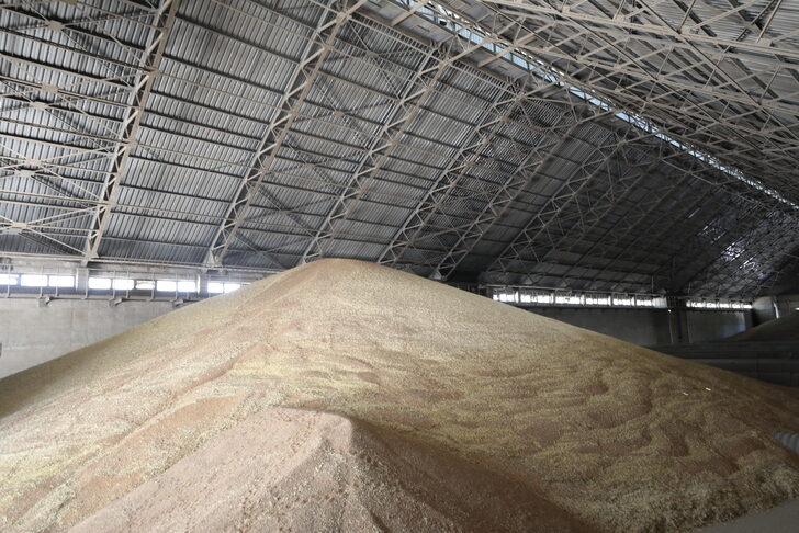 Edirne'de üreticiler hasat ettikleri buğdayı TMO'ya getirmeye devam ediyor G1