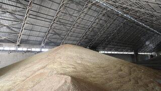 Edirne'de üreticiler hasat ettikleri buğdayı TMO'ya getirmeye devam ediyor