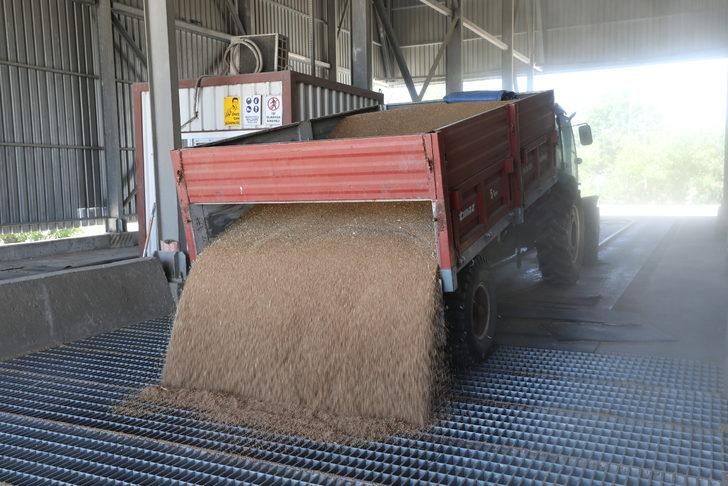 Edirne'de üreticiler hasat ettikleri buğdayı TMO'ya getirmeye devam ediyor G2