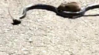 Fare, yavrusunu kapan yılanla böyle mücadele etti! O anlar saniye saniye görüntülendi