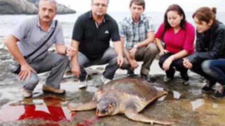 Caretta caretta'yı kurşunlamışlar