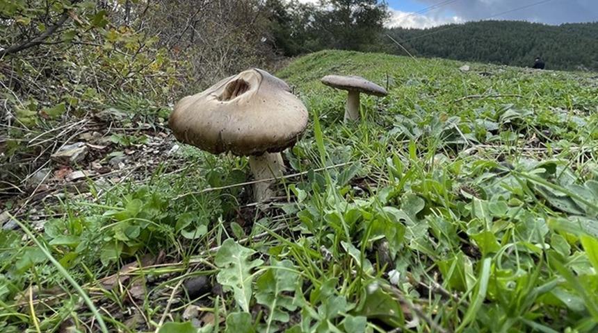 Mantar yedikten sonra hastanelik oldular!