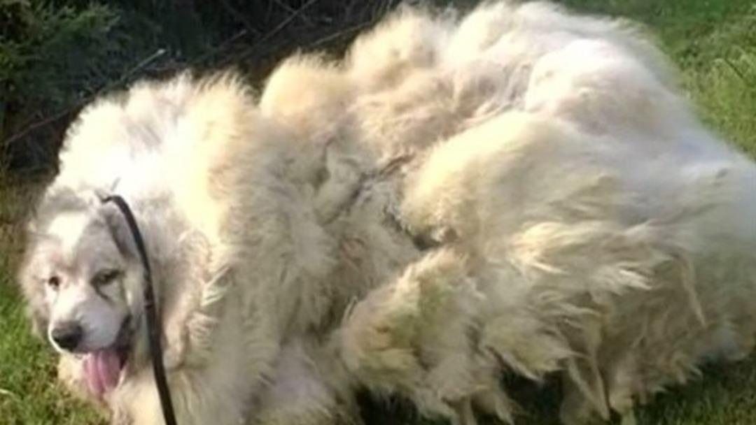 K&ouml;peği 6 yıl ahırda tutmuşlar