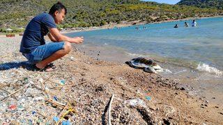 Mersin'de ölü caretta caretta sahile vurdu