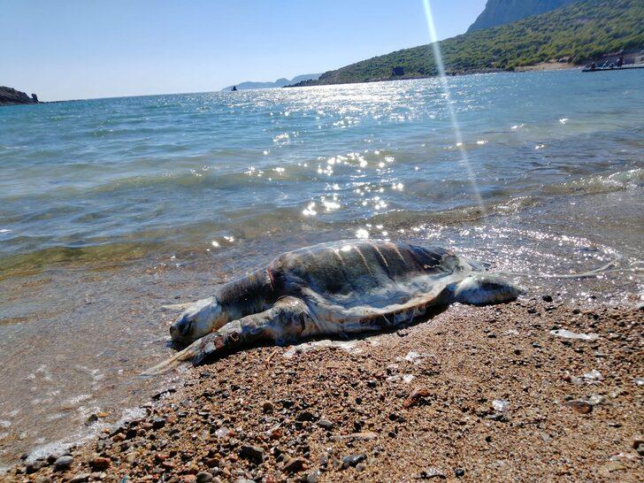 Mersin'de ölü caretta caretta sahile vurdu G2