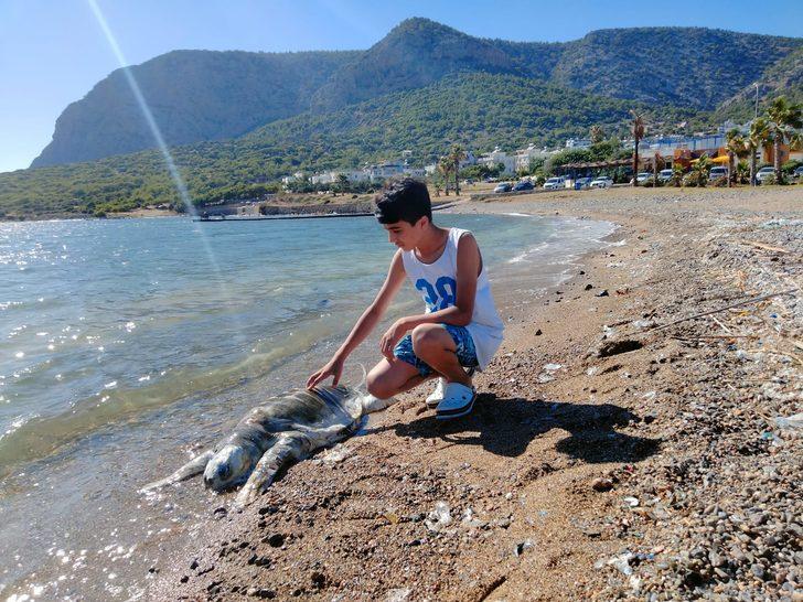 Mersin'de ölü caretta caretta sahile vurdu G3