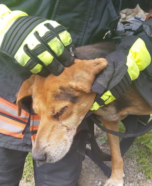 Trabzon'da dereye düşerek yaralanan köpeği itfaiye eri sırtında taşıdı