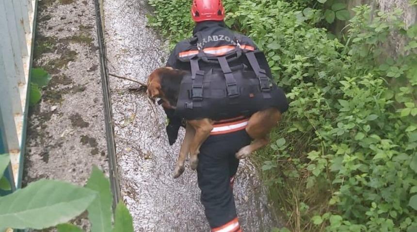 Trabzon'da dereye d&uuml;şerek yaralanan k&ouml;peği itfaiye eri sırtında taşıdı