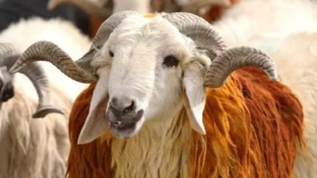 Kurban Bayramı arefe günü ne zaman, bugün mü? 2022 Kurban Bayramı hangi gün, bayram tatili kaç gün oldu?