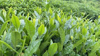 ÇAYKUR ikinci sürgün kotasını dekara 550 kilogram olarak belirledi