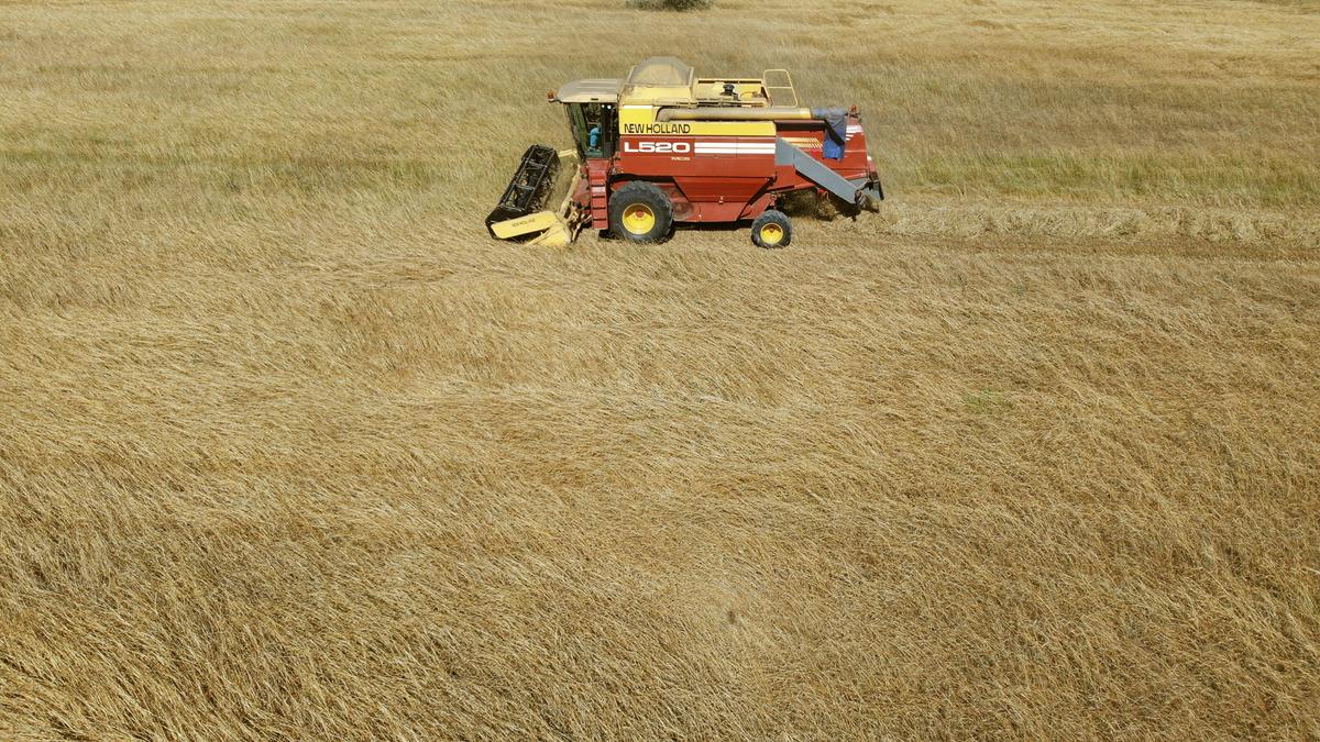 Tekirdağ'da 60 d&ouml;n&uuml;mde ekilen "kunduru" cinsi buğdayın hasadı yapılıyor