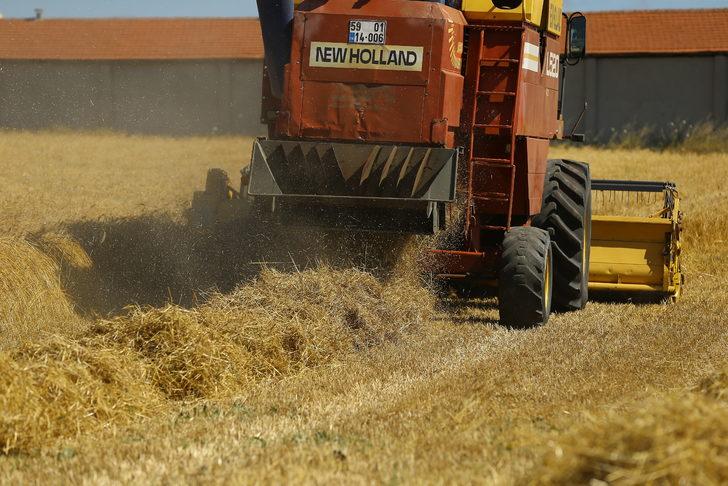 Tekirdağ'da 60 dönümde ekilen "kunduru" cinsi buğdayın hasadı yapılıyor G2