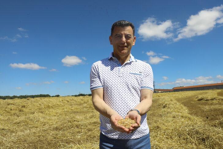 Tekirdağ'da 60 dönümde ekilen "kunduru" cinsi buğdayın hasadı yapılıyor G3