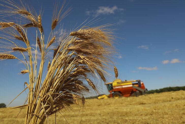 Tekirdağ'da 60 dönümde ekilen "kunduru" cinsi buğdayın hasadı yapılıyor G4