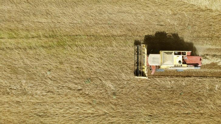Tekirdağ'da 60 dönümde ekilen "kunduru" cinsi buğdayın hasadı yapılıyor G5