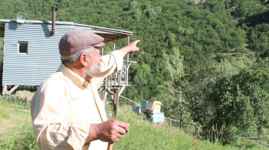 Köylüyü canından bezdiren ayı 'pala dayı'nın tarlasına giremiyor: İstesem vururdum ama...