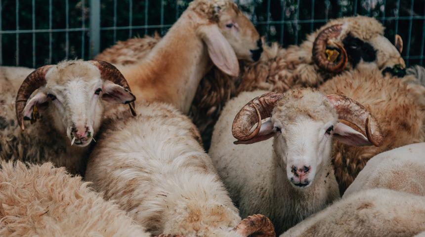 Kurban Bayramı öncesi önemli uyarı: Rigor Mortis’e dikkat!