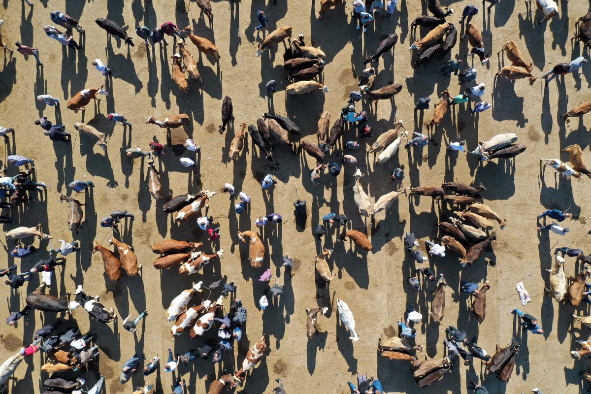 Batı illerine kurbanlıkların g&ouml;nderildiği Ağrı Hayvan Pazarı'ndaki hareketlilik s&uuml;r&uuml;yor