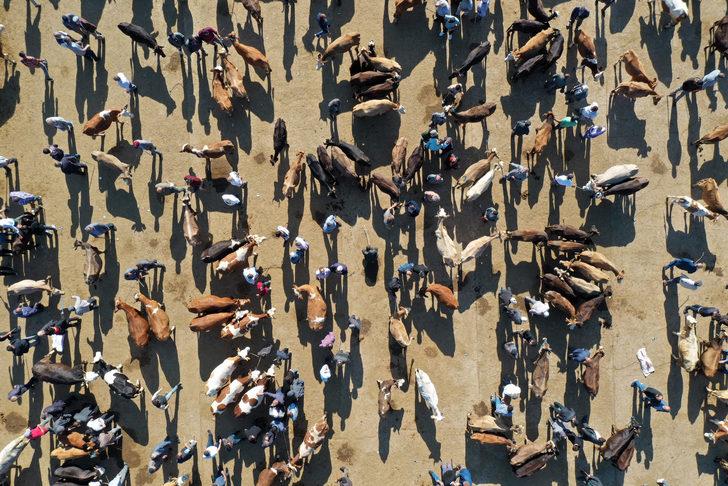 Batı illerine kurbanlıkların gönderildiği Ağrı Hayvan Pazarı'ndaki hareketlilik sürüyor G1