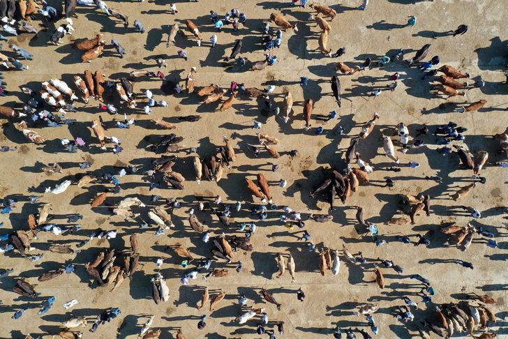 Batı illerine kurbanlıkların gönderildiği Ağrı Hayvan Pazarı'ndaki hareketlilik sürüyor G2